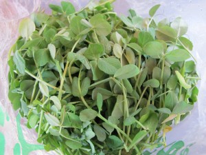 Pea Shoots from @BossyAcres