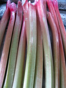 Heirloom Rhubarb