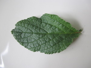 Borage Leaf