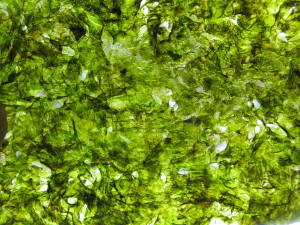 Seaweed Close Up 