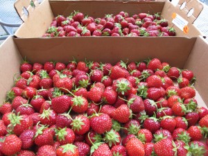 Strawberries - Pine Tree Orchard