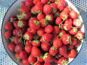 Minnesota Strawberries